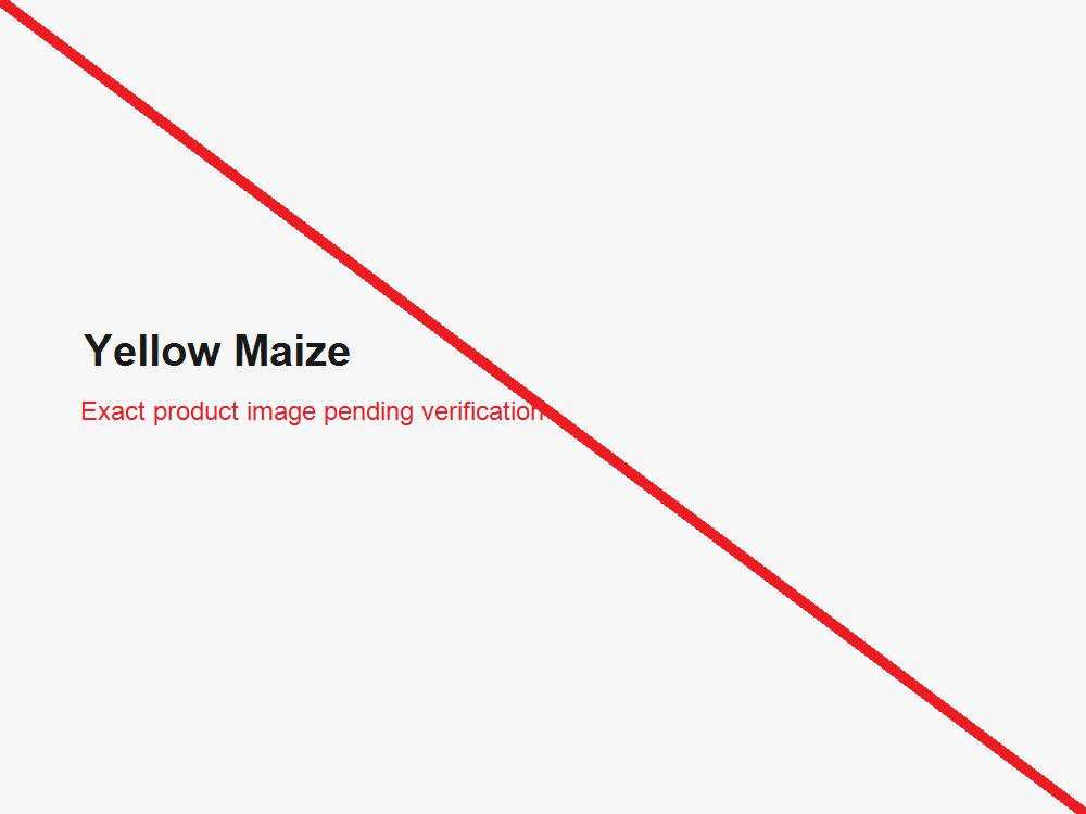 Yellow maize grain